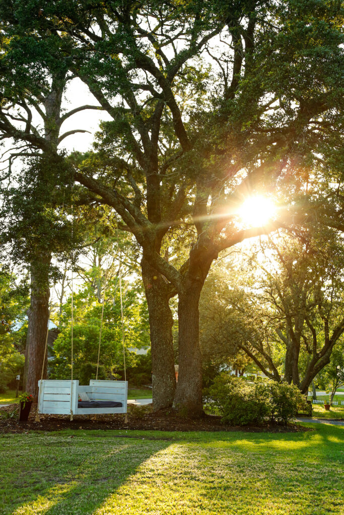 tree-and-swing